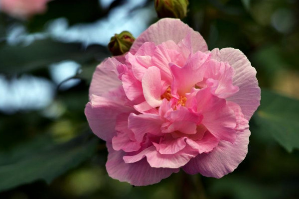 芙蓉花開花期間需要多澆水嗎