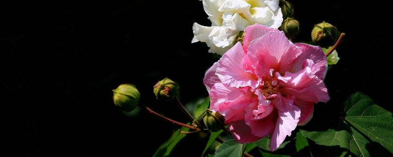 芙蓉花怎樣用葉片扦插