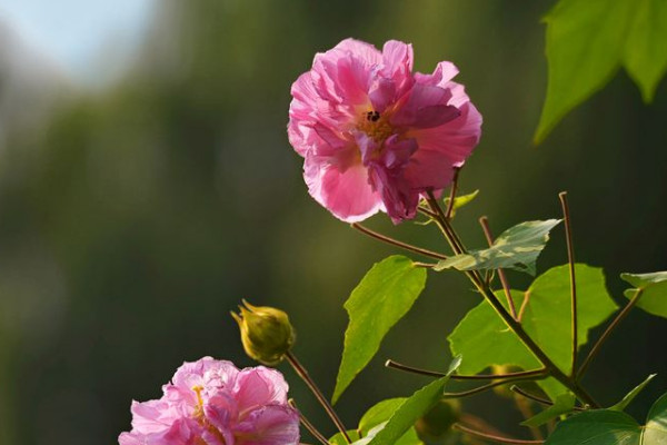 芙蓉花長(zhǎng)斑是什么原因