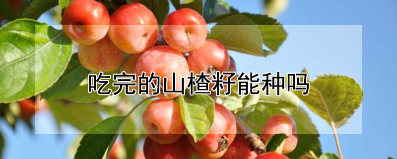 吃完的山楂籽能種嗎