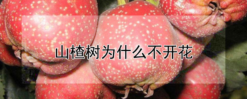 山楂樹為什么不開花