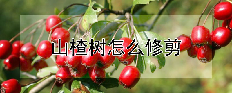 山楂樹怎么修剪