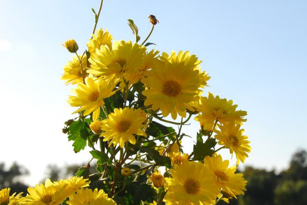 菊花家庭養殖方法