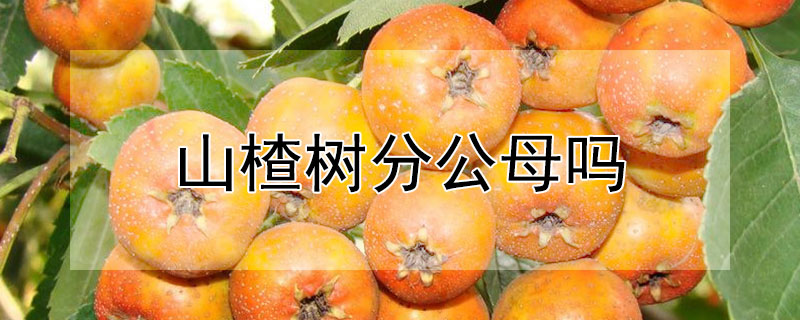 山楂樹分公母嗎