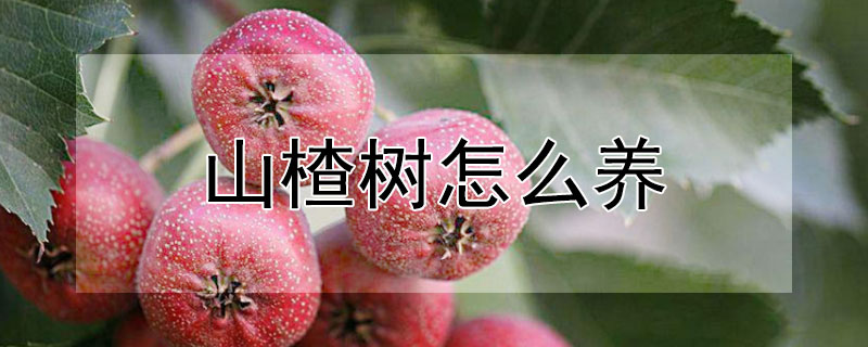 山楂樹怎么養