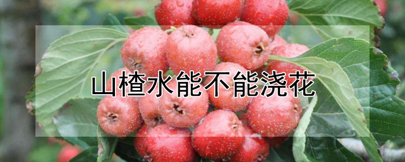 山楂水能不能澆花