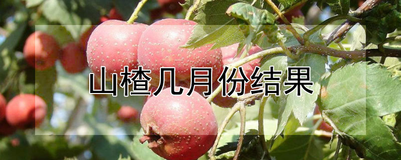 山楂幾月份結果