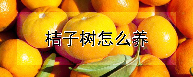 桔子樹怎么養