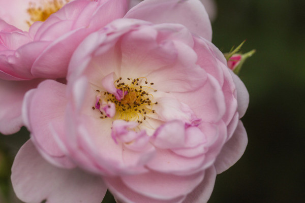 薔薇小苗種多久能開花