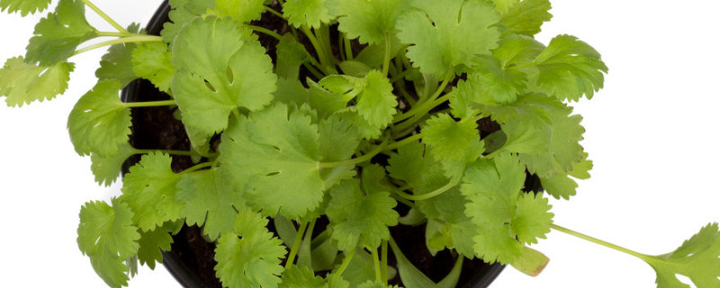 室內養什么植物不生蟲