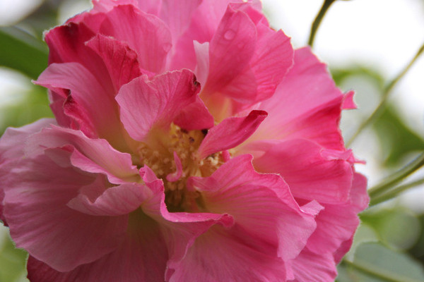 芙蓉花什么時候開花