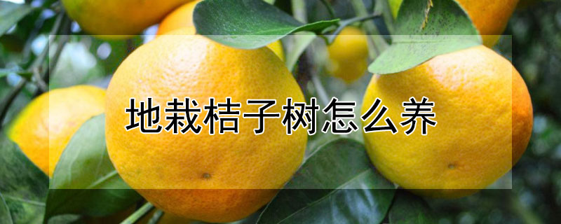 地栽桔子樹怎么養(yǎng)