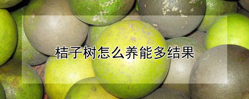 桔子樹怎么養能多結果