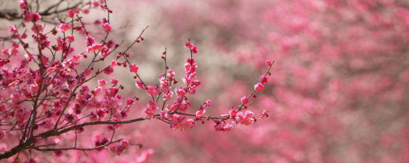 盆栽梅花怎么養(yǎng)