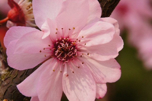 梅花為什么不開花