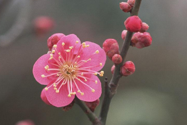 北方盆栽梅花怎么過冬