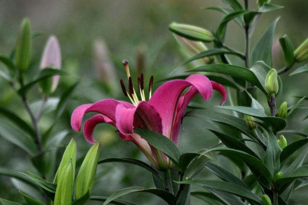 百合花不長花苞怎么辦