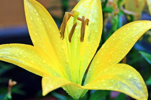 百合花長出花苞幾天開花