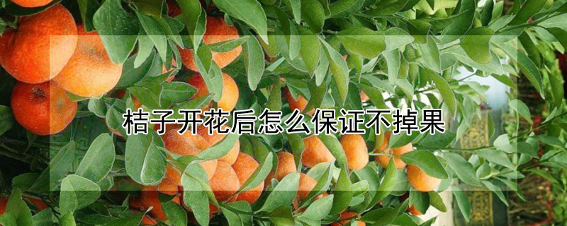 桔子開(kāi)花后怎么保證不掉果