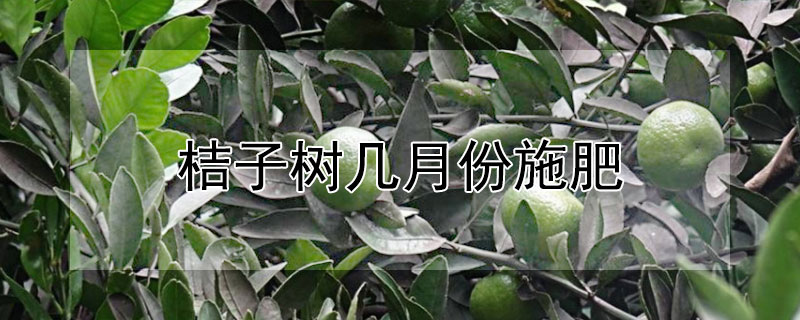 桔子樹幾月份施肥