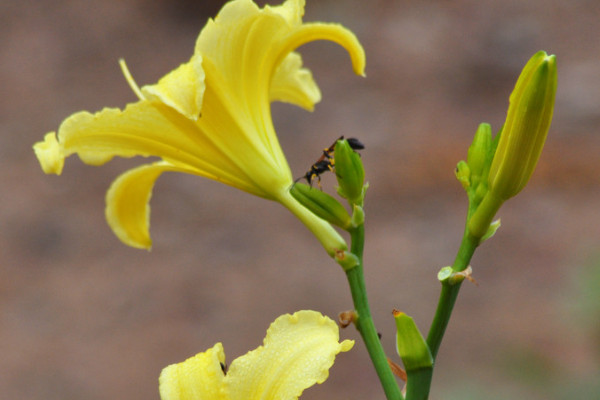 百合花冬季怎么養(yǎng)殖