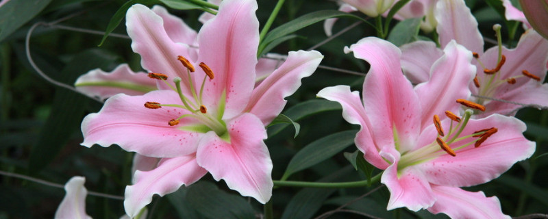 水養百合花的養法