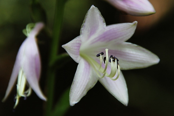 如何讓百合分叉多開花