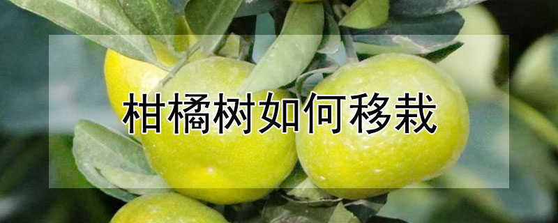 柑橘樹如何移栽