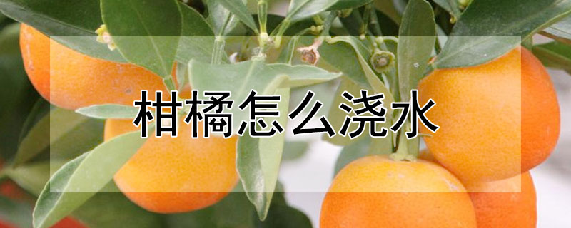 柑橘怎么澆水