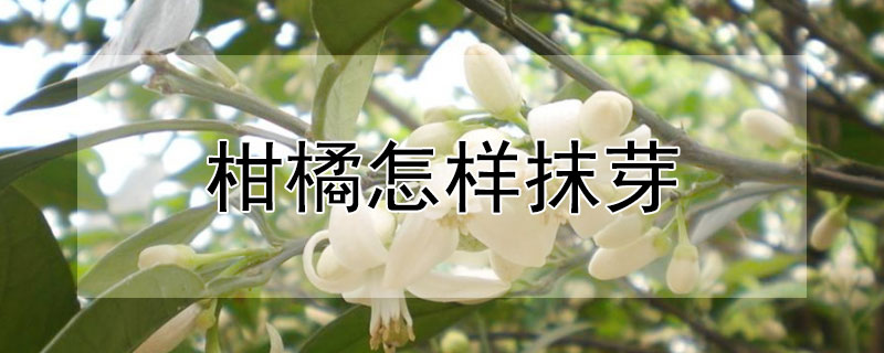 柑橘怎樣抹芽