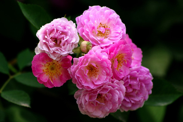 薔薇花冬天怎么養(yǎng)