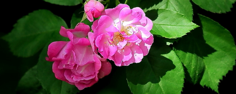 薔薇花怎么扦插