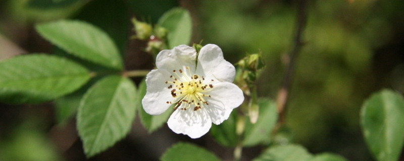 薔薇花可以水培嗎