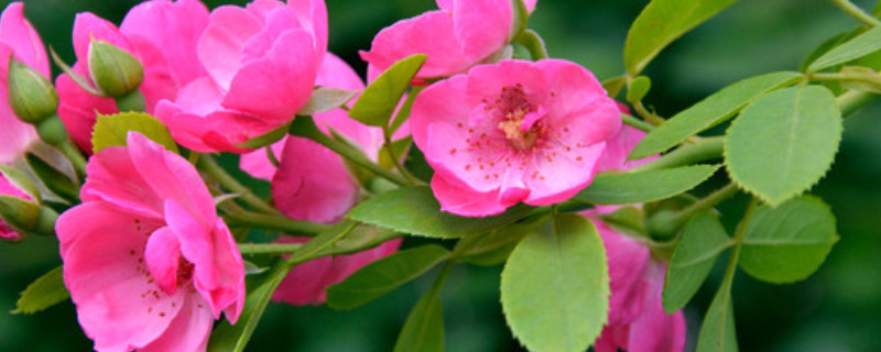 水養薔薇花的養殖方法