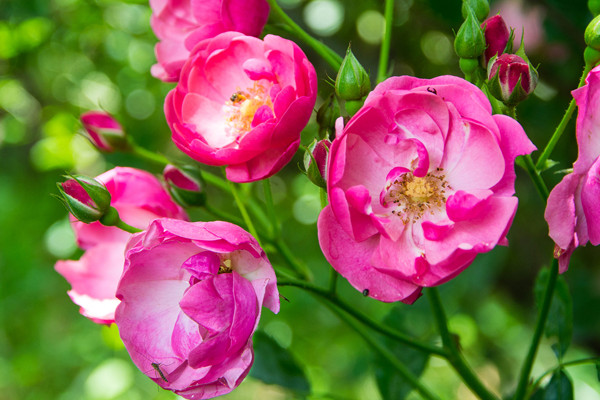 薔薇花要每天澆水嗎