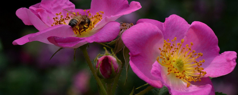 薔薇入冬需要修剪不