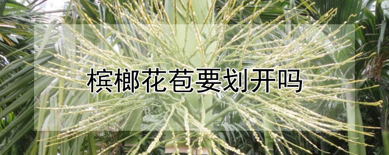 檳榔花苞要?jiǎng)濋_嗎