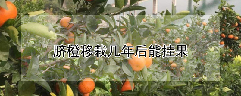 臍橙移栽幾年后能掛果