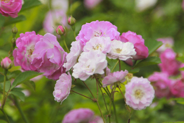 薔薇花招蟲子嗎