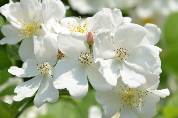 薔薇花夏天可以插扦嗎