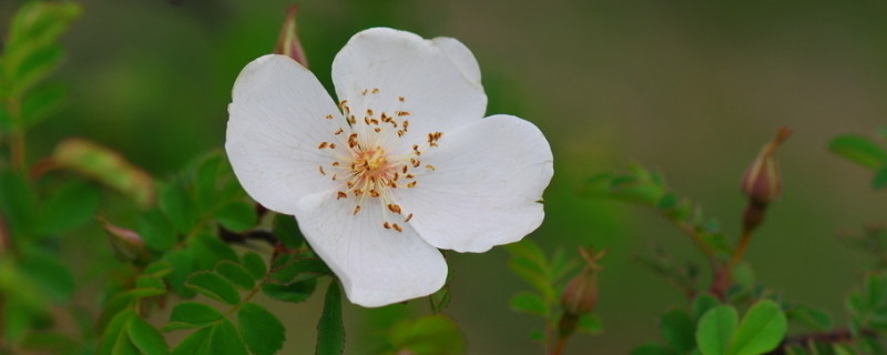 薔薇花夏天怎么澆水