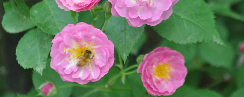 薔薇花冬天怎么管理