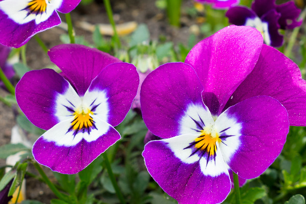 紫羅蘭花什么時候開花