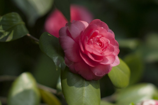 茶花花瓣變黃原因