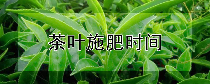 茶葉施肥時(shí)間