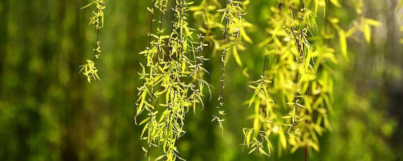 柳樹在哪個(gè)節(jié)氣開花