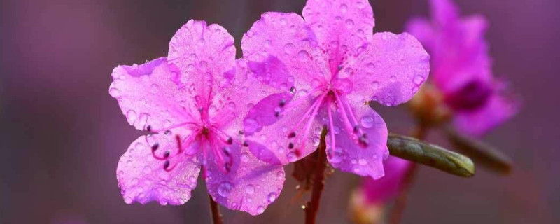 杜鵑花花期怎么澆水