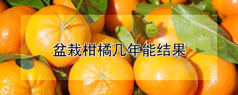 盆栽柑橘幾年能結果