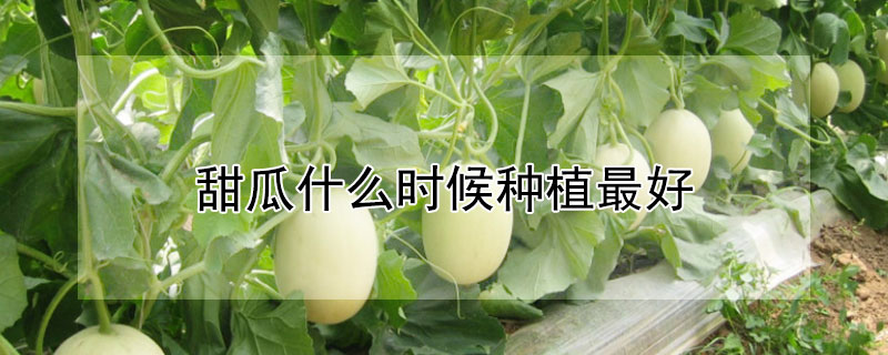 甜瓜什么時候種植最好