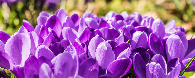 紫羅蘭春天開(kāi)花嗎